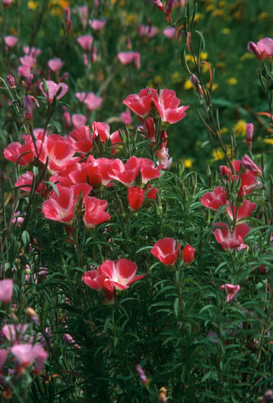 Clarkia, upper west Meadow SBBG