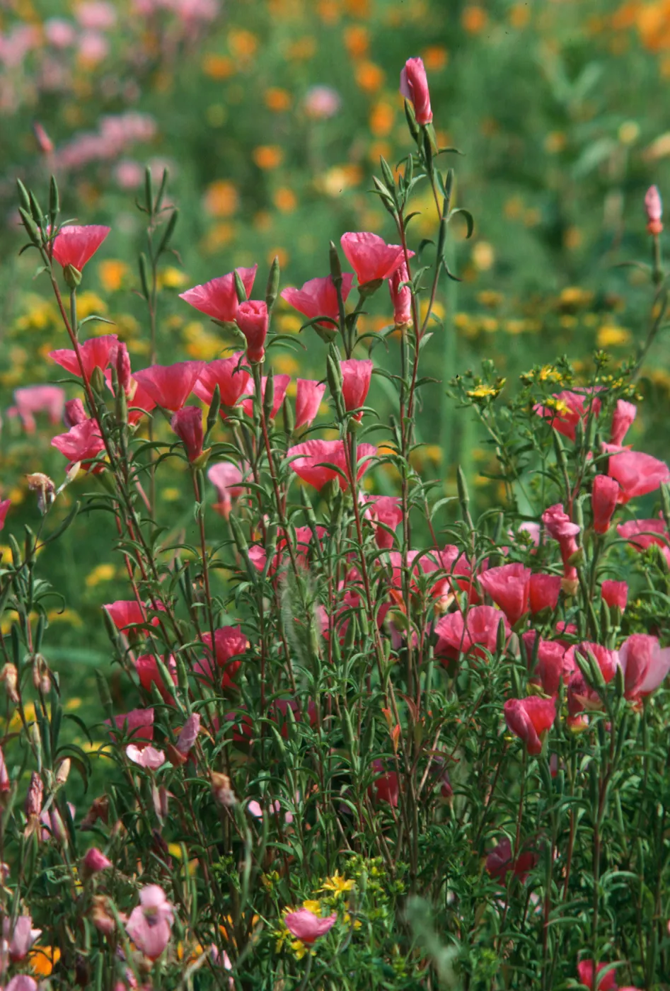 Clarkia, upper west Meadow SBBG
