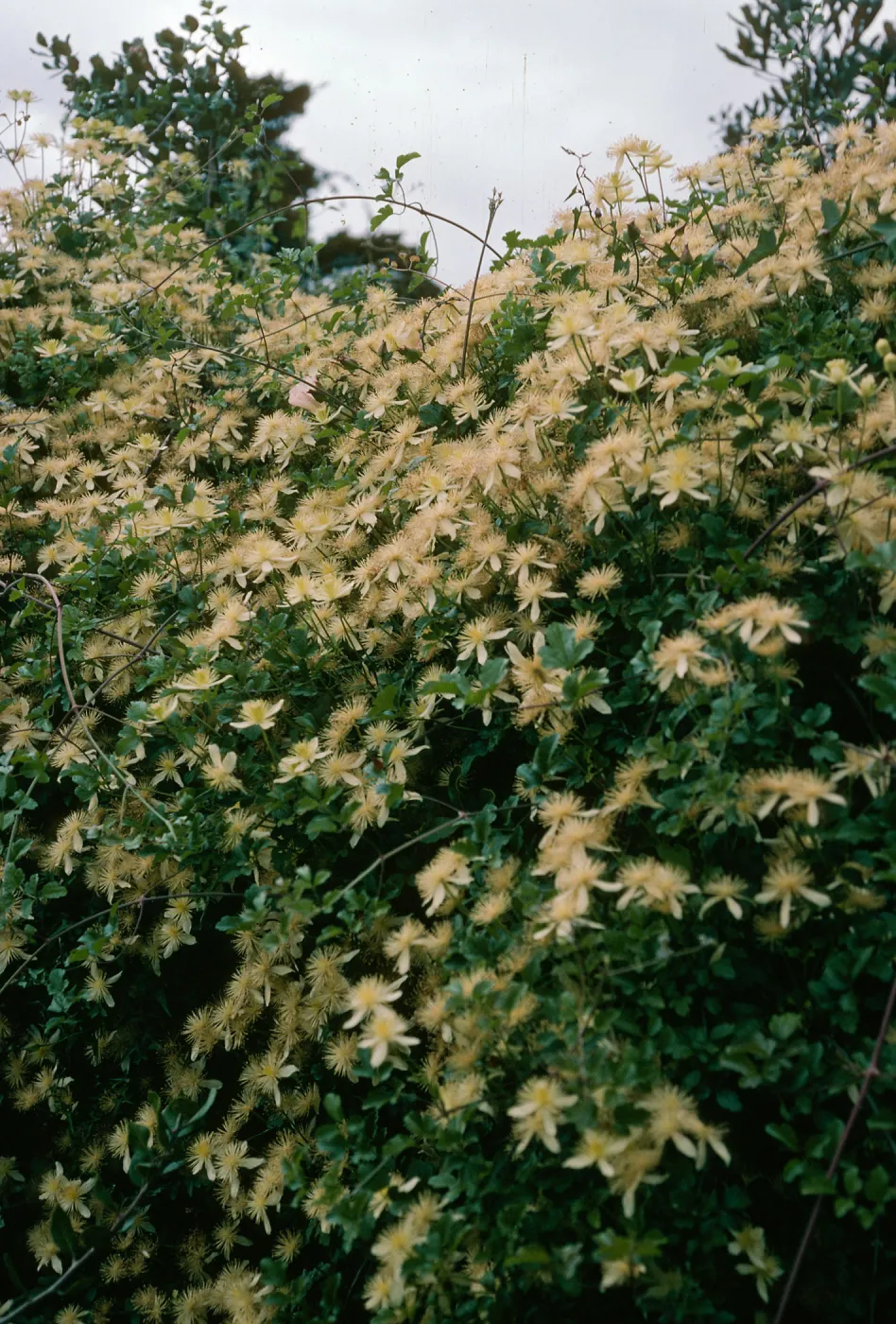 Clematis lasiantha,SBBG Hort Unit