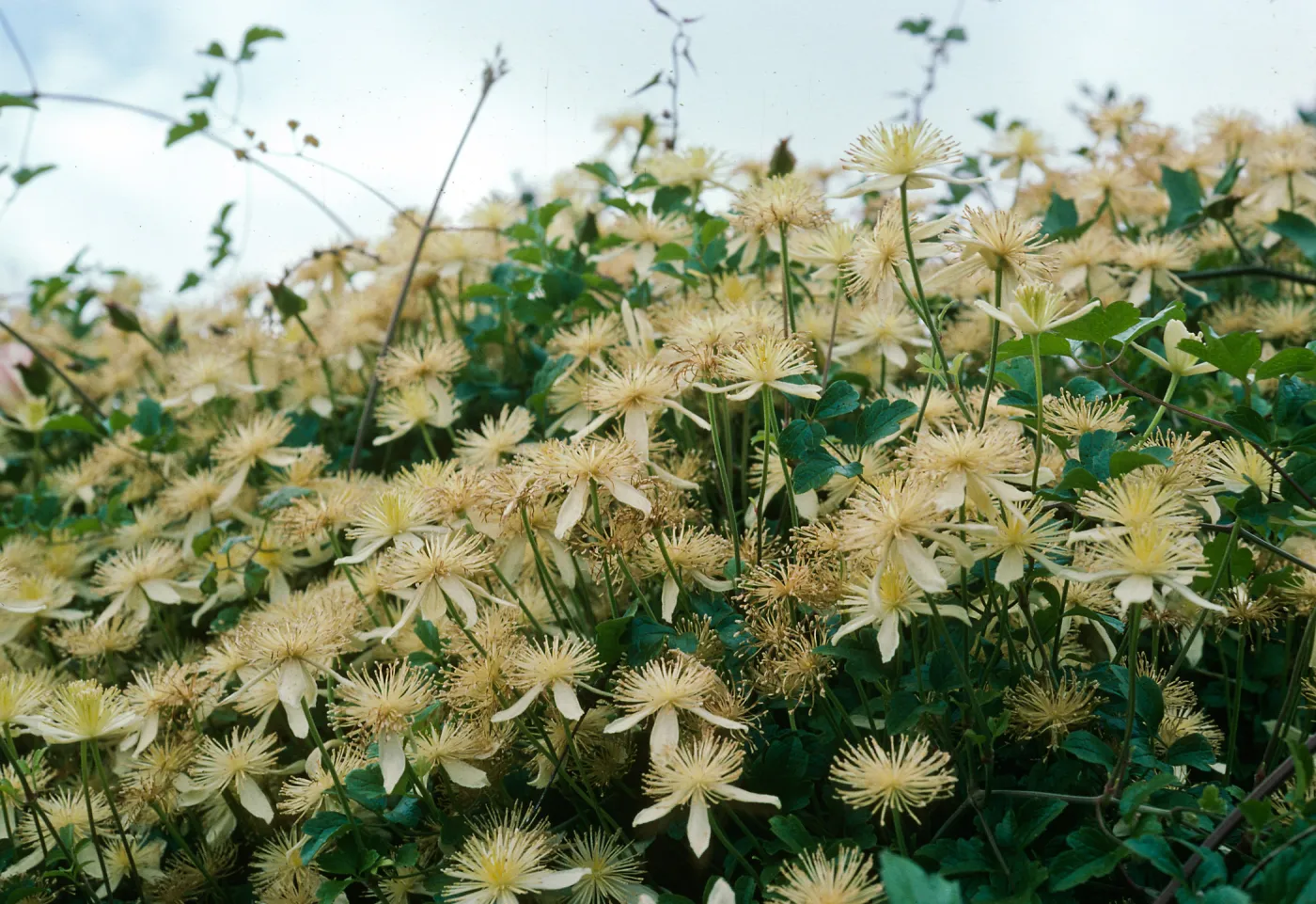 Clematis lasiantha, SBBG Hort Unit