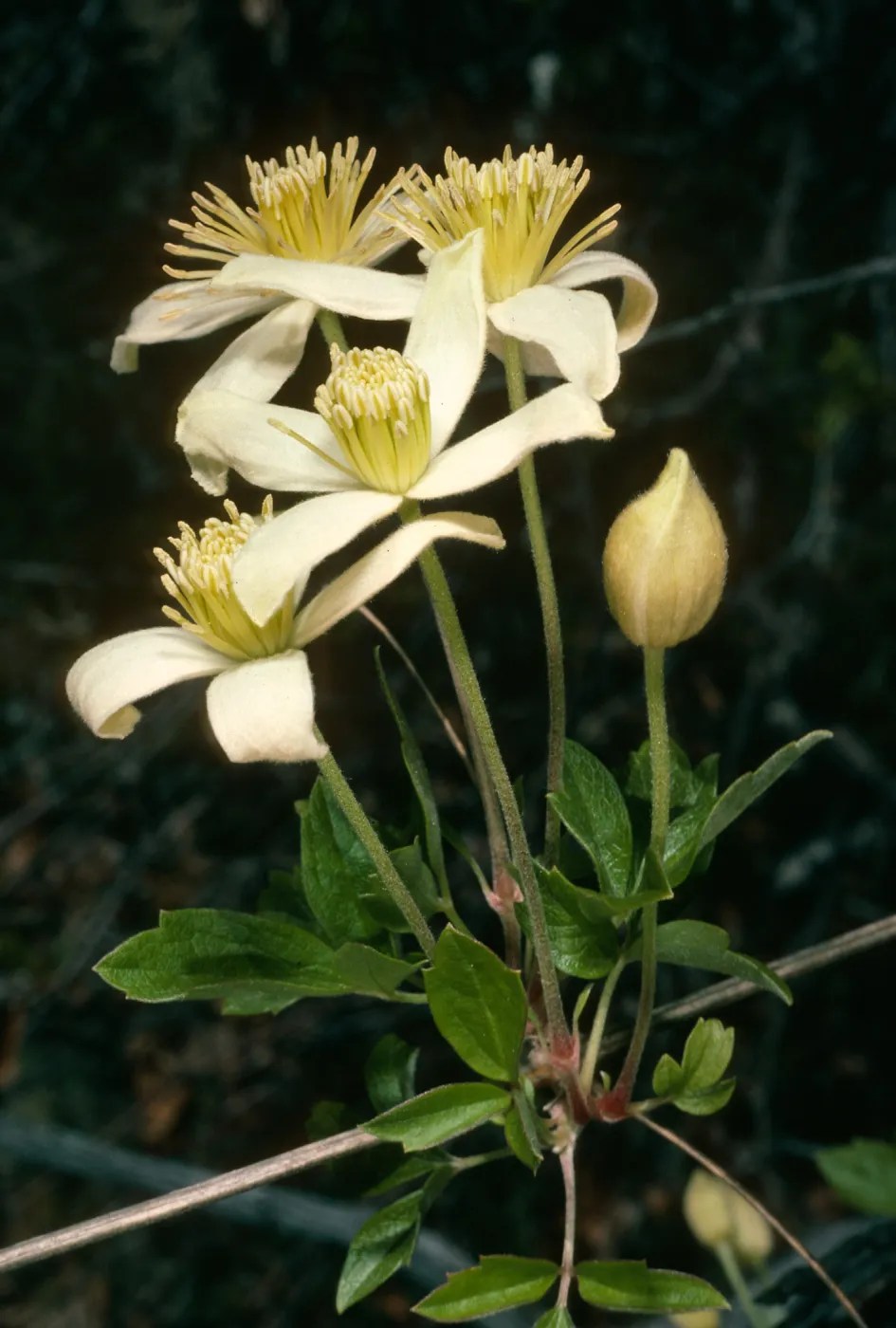 Clematis lasiantha, 19 Oaks Trail