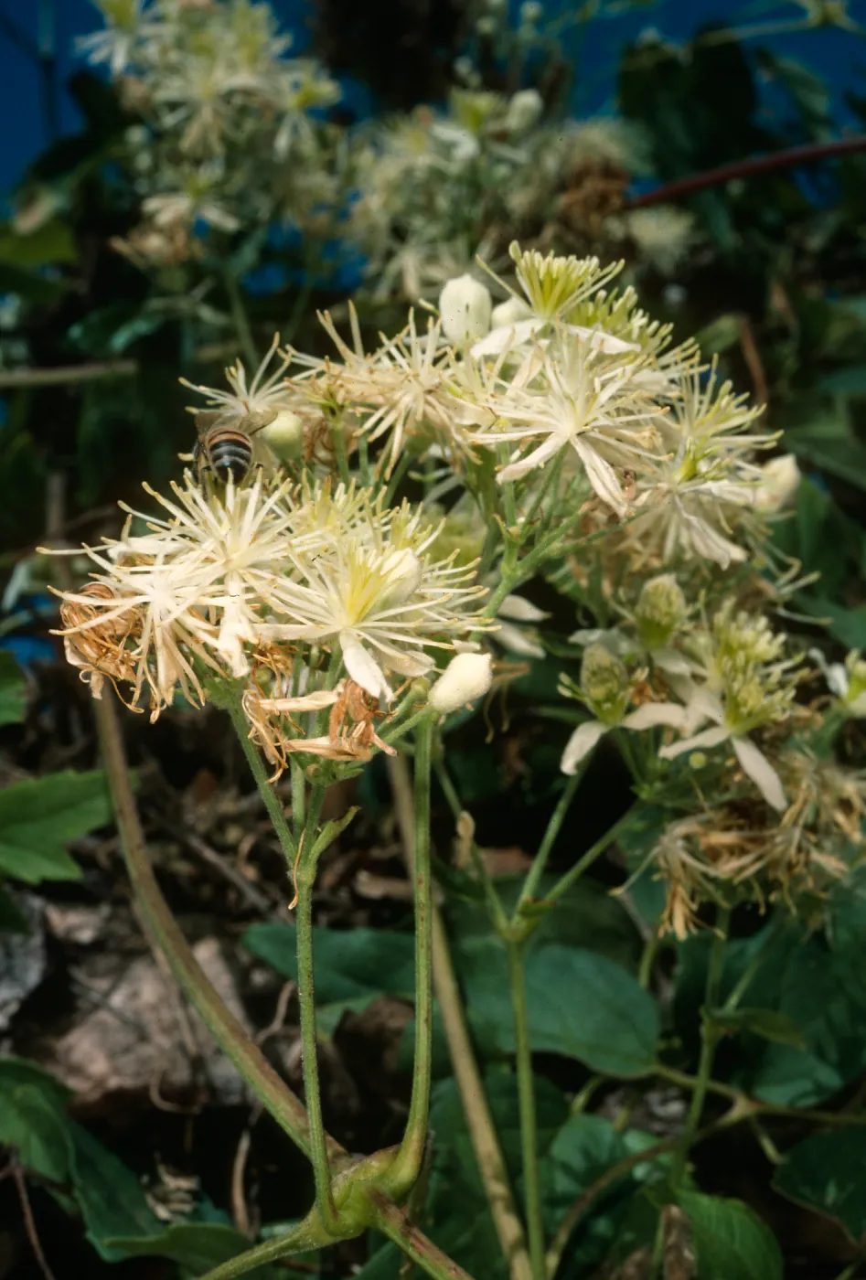 Clematis ligustifolia, Willows Beach, S. Cruz Isl.