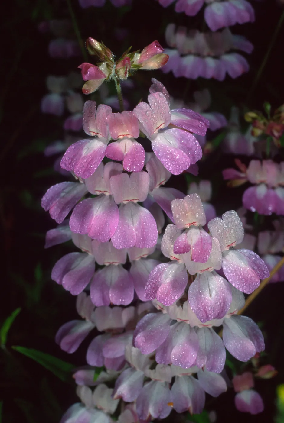 Collinsia heterophylla, Refugio Pass