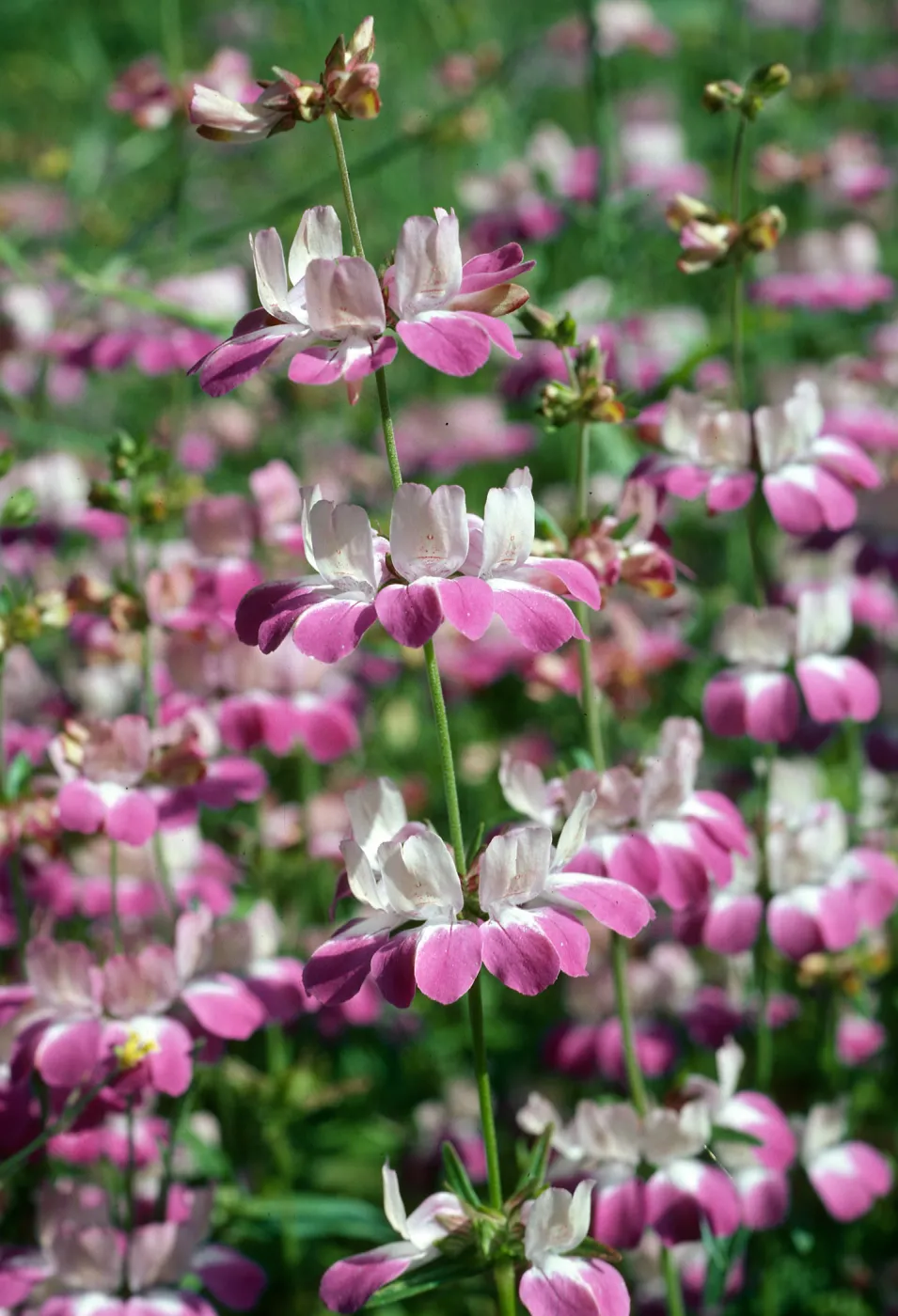 Collinsia heterophylla, Charmlee Co. Park, S. Monica Mtns.