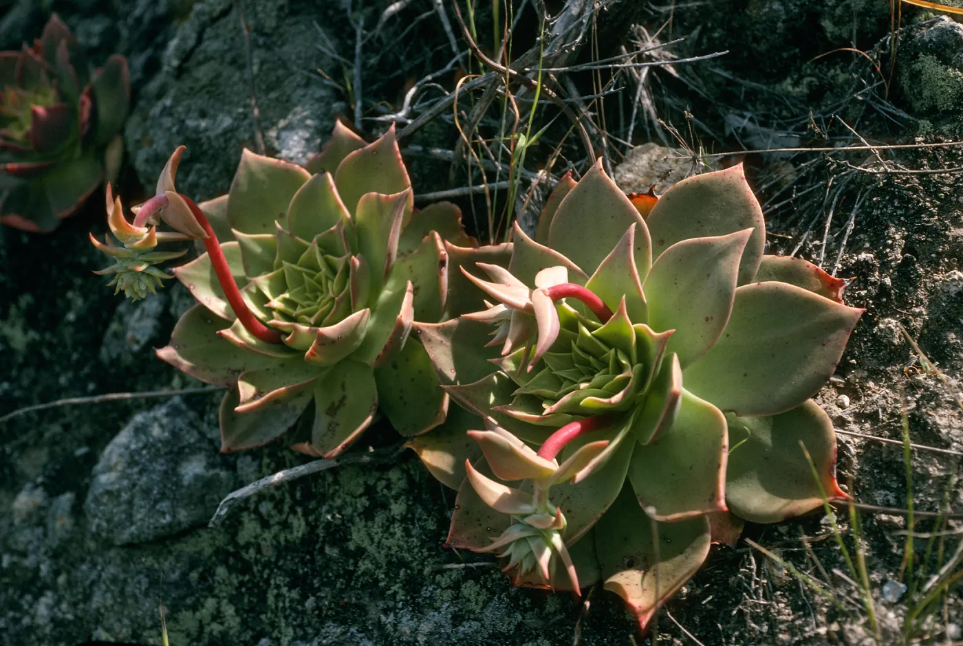 Dudleya candelabrum , Willows Cyn. mouth, S. Cruz Isl.
