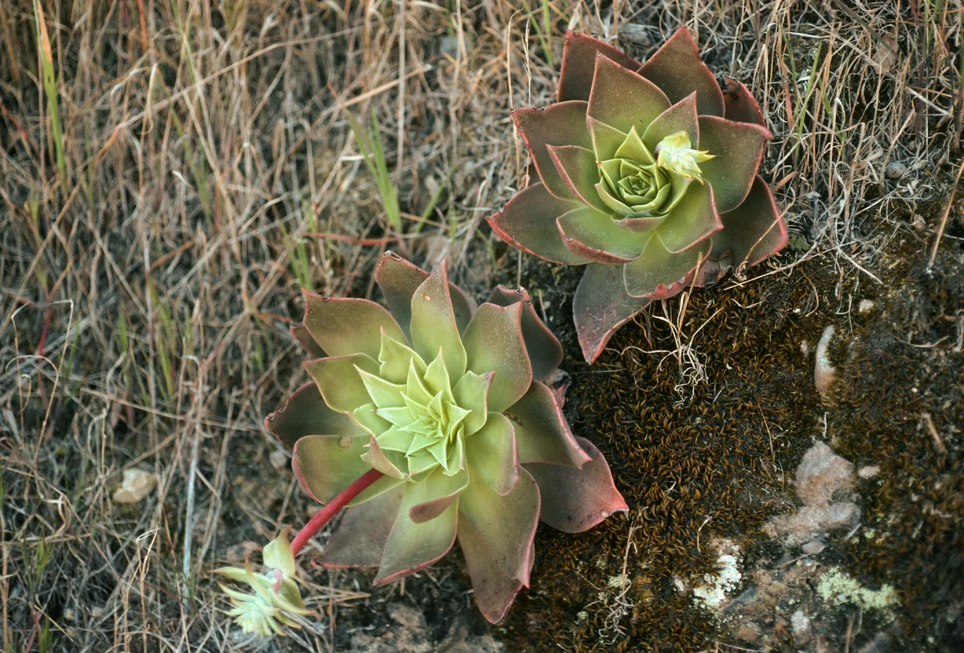 Dudleya candelabrum , north side Las Torres, S. Cruz Isl.