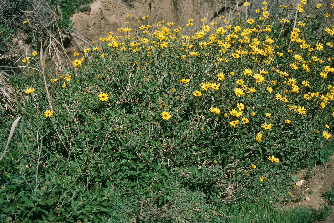 Encelia californica, Pt. Sal