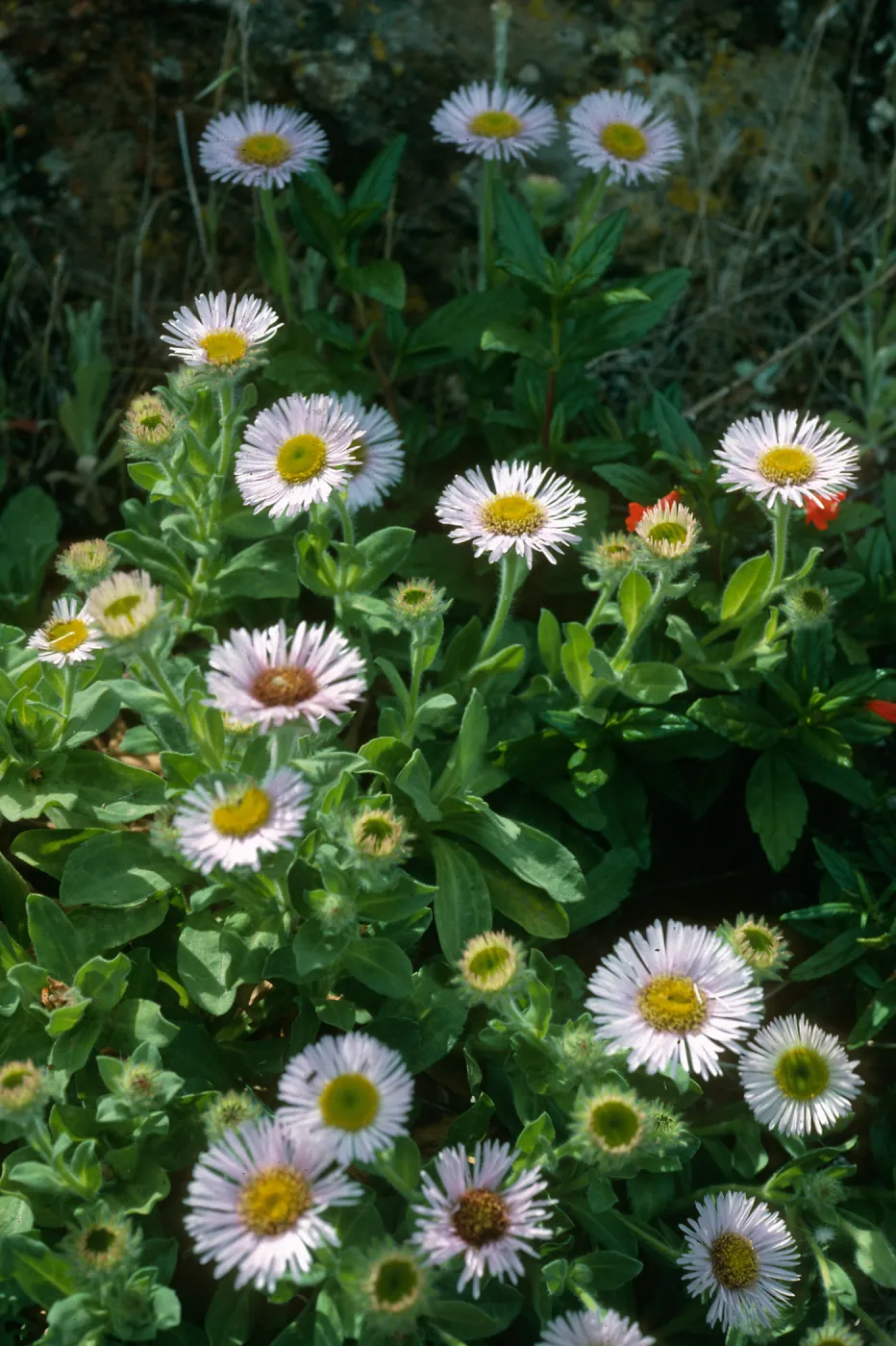 Erigeron glaucus, E. of Platts, Sta. Cruz Isl