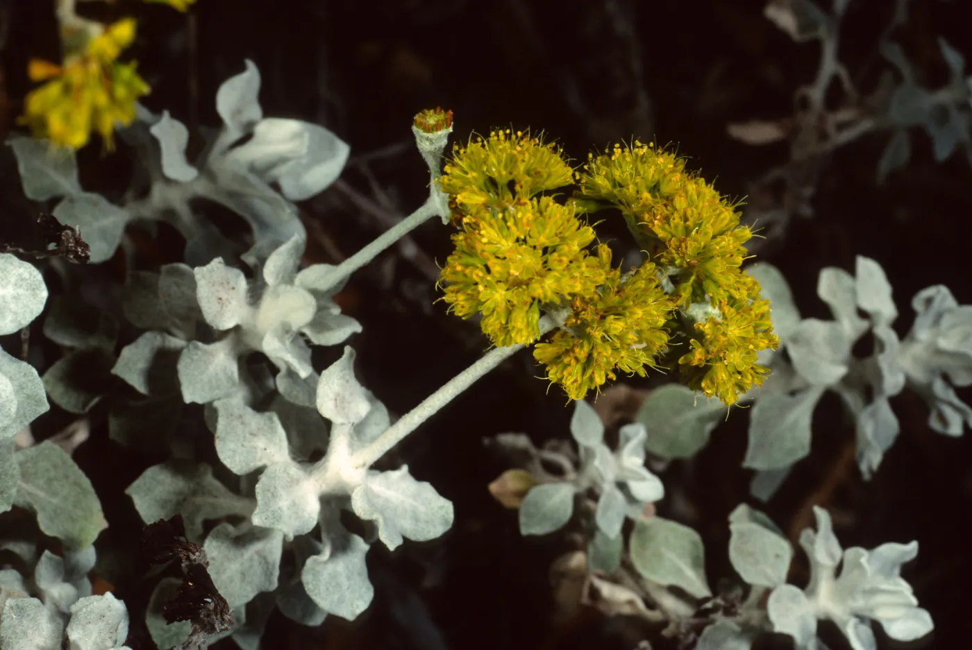 Eriogonum crocatum, SBBG