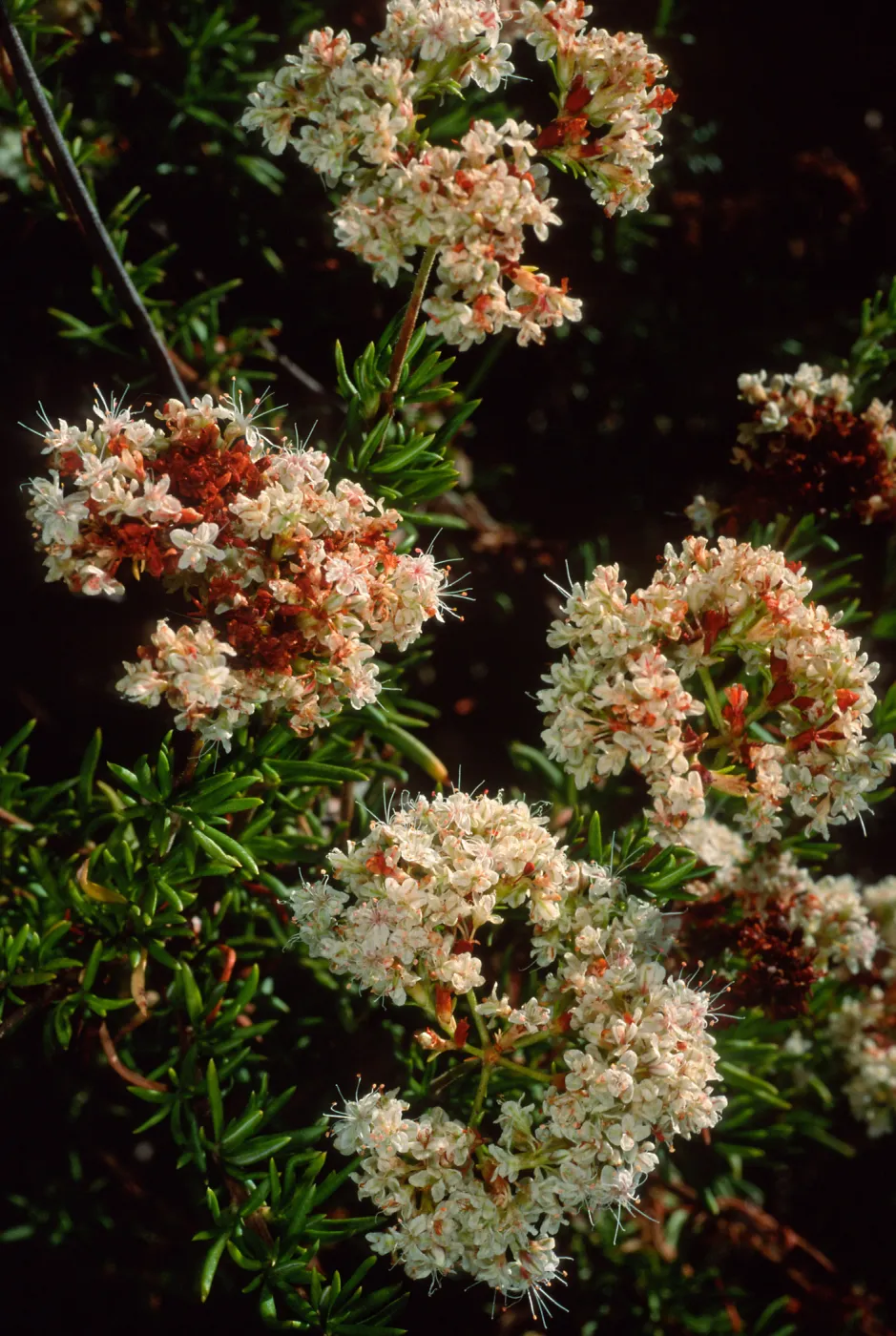 Eriogonum fasciculatum, SBBG