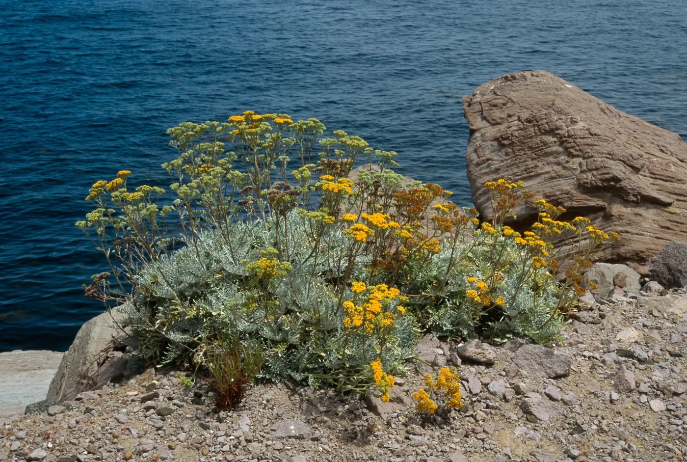 Eriophyllum nevinii. Empire Landing, Catalina Isl.
