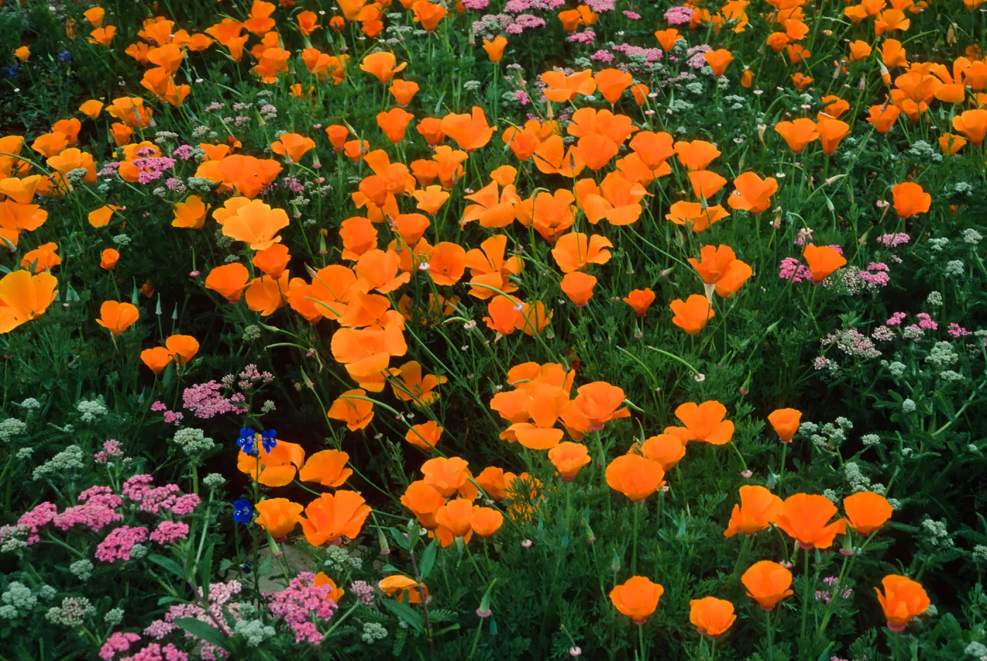 Eschscholzia, (California Poppy) Achillea,(Yarrow) SBBG Meadow