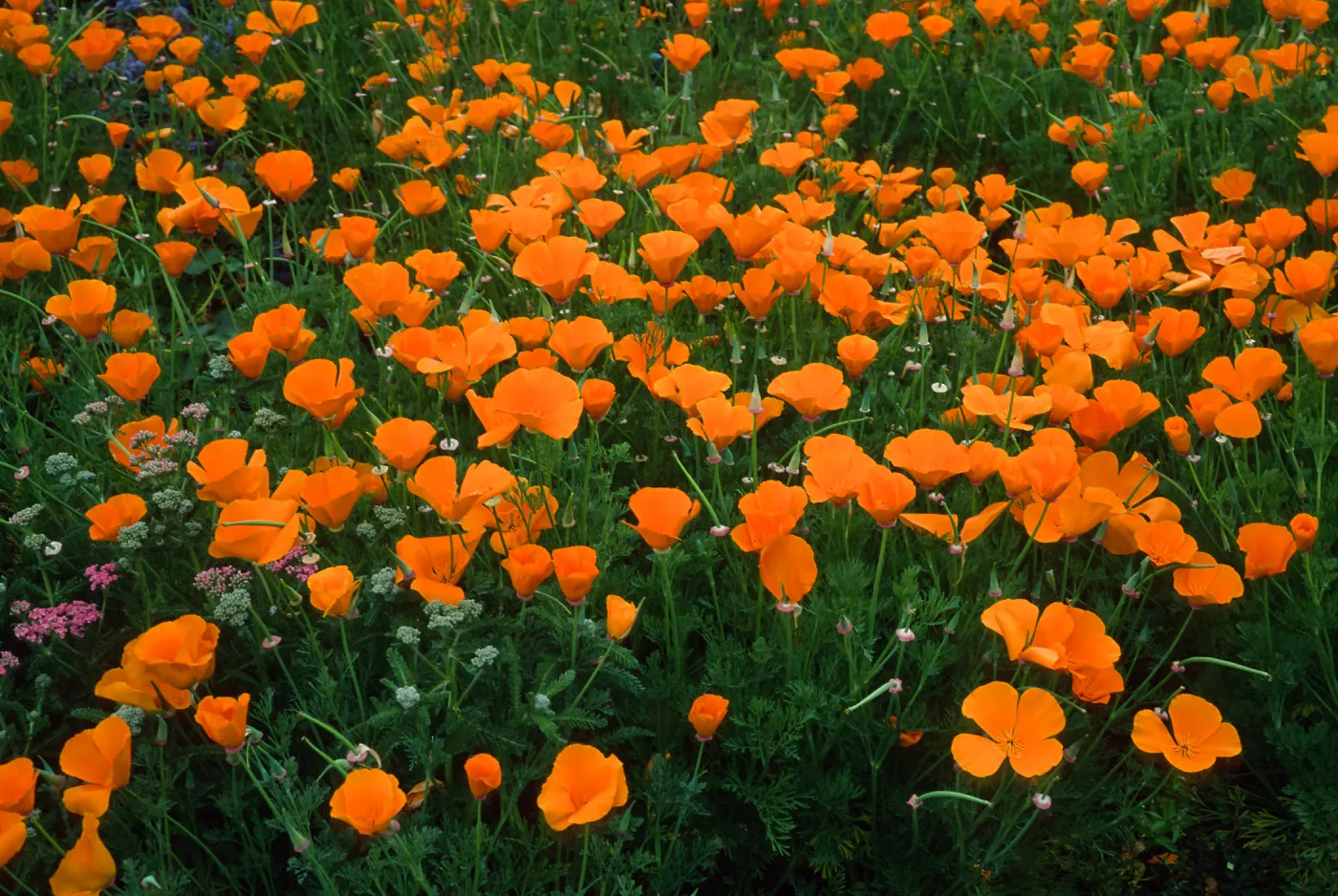 Eschscholzia, (California Poppy) SBBG Meadow