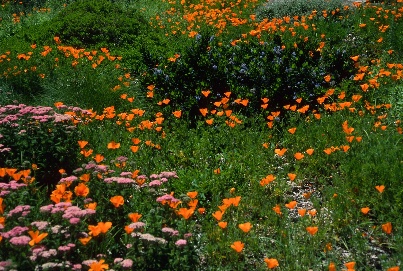 Eschscholzia, (California Poppy) Achillea, (Yarrow) SBBG Meadow