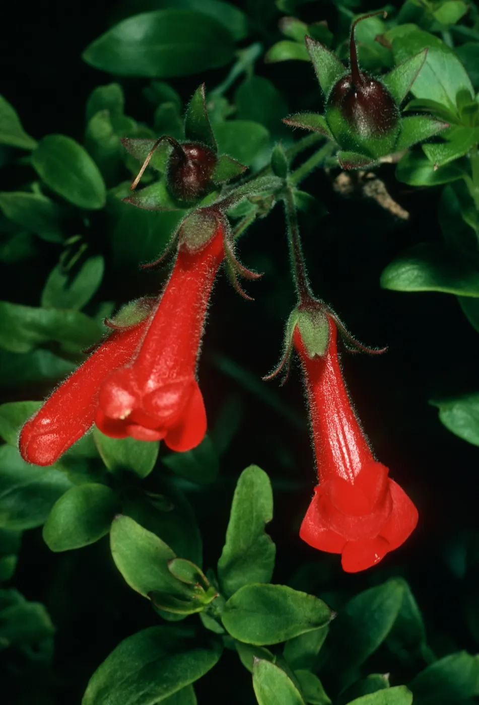 Galvezia speciosa, SBBG