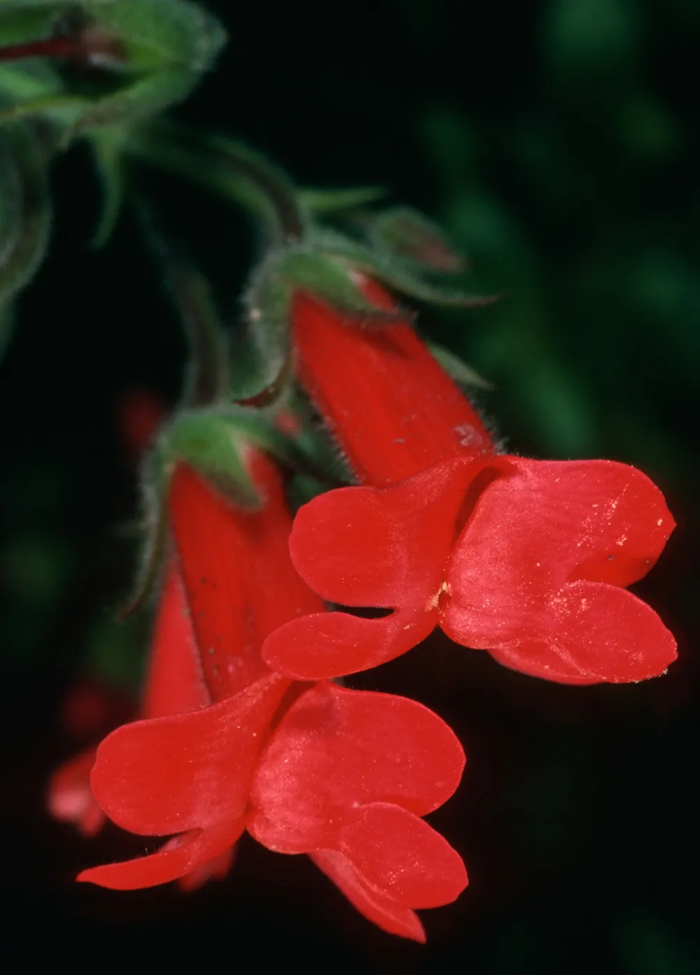 Galvezia speciosa, SBBG