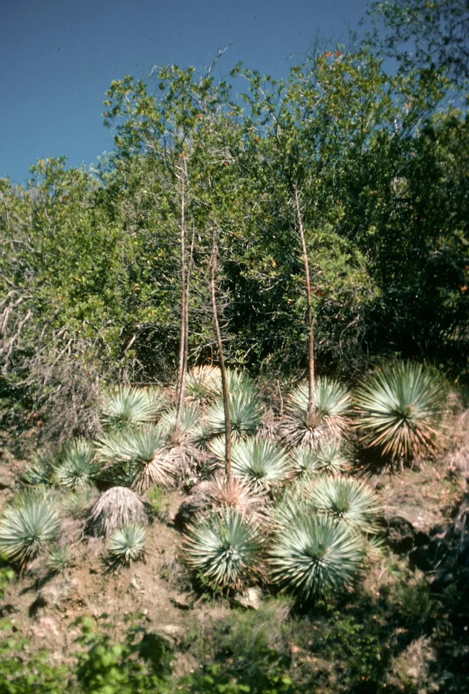 Yucca whipplei, 19 Oaks Trail