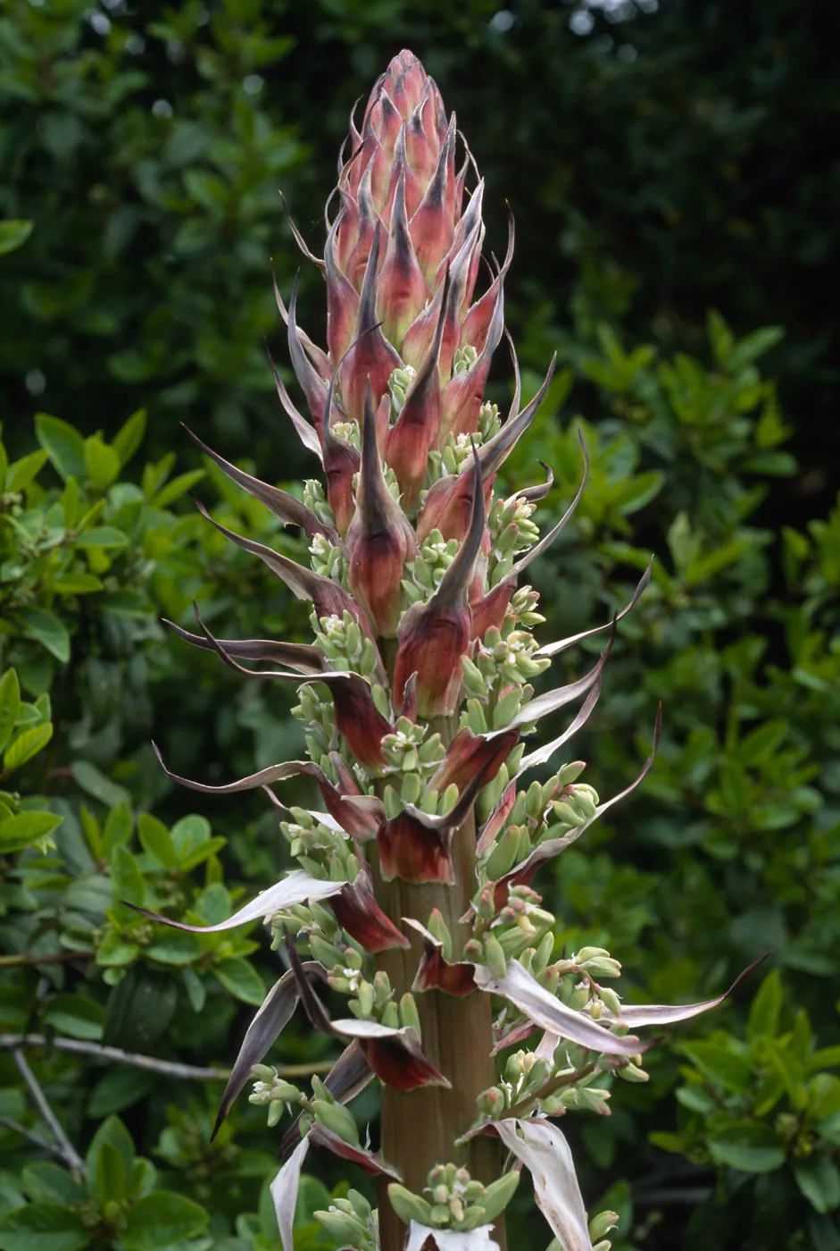 Yucca whipplei, near Broadcast Peak