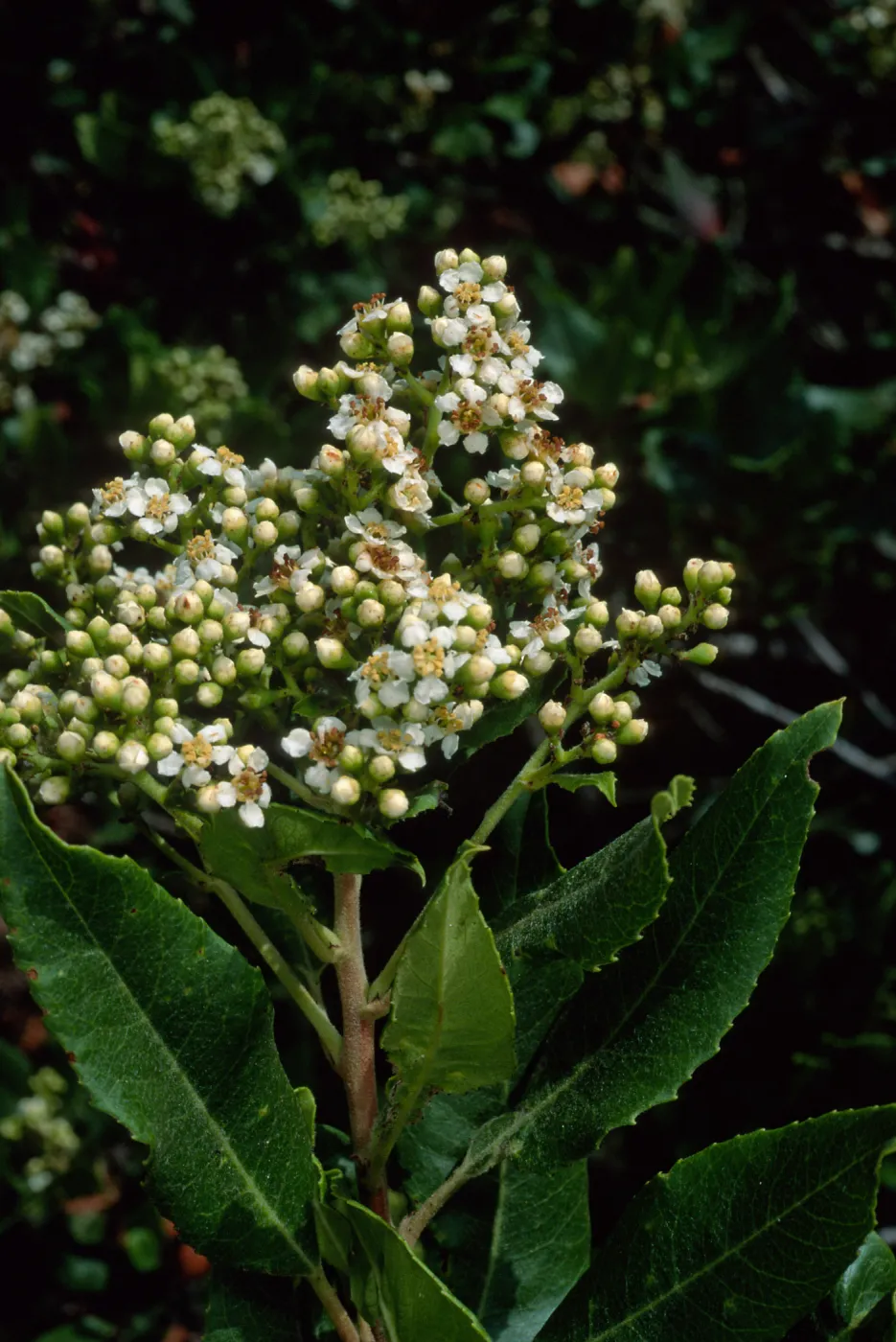 Heteromeles arbutifolia, SBBG