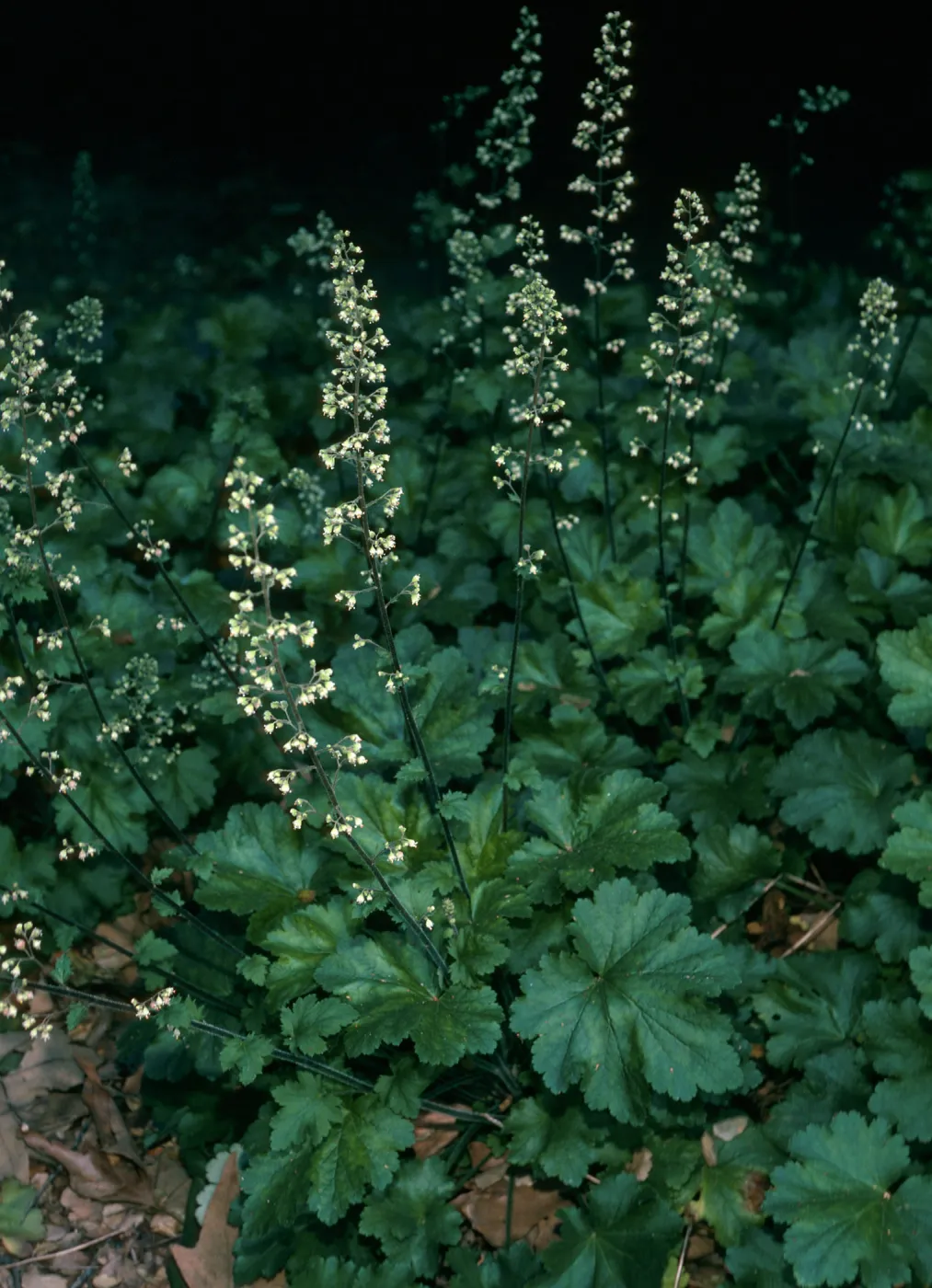 Heuchera maxima, SBBG Arroyo