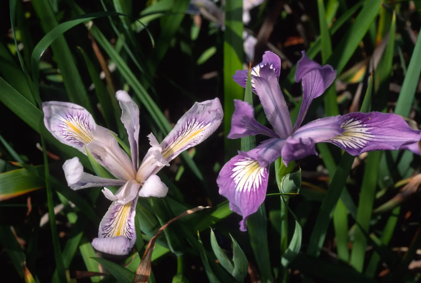 Iris douglasiana, SBBG