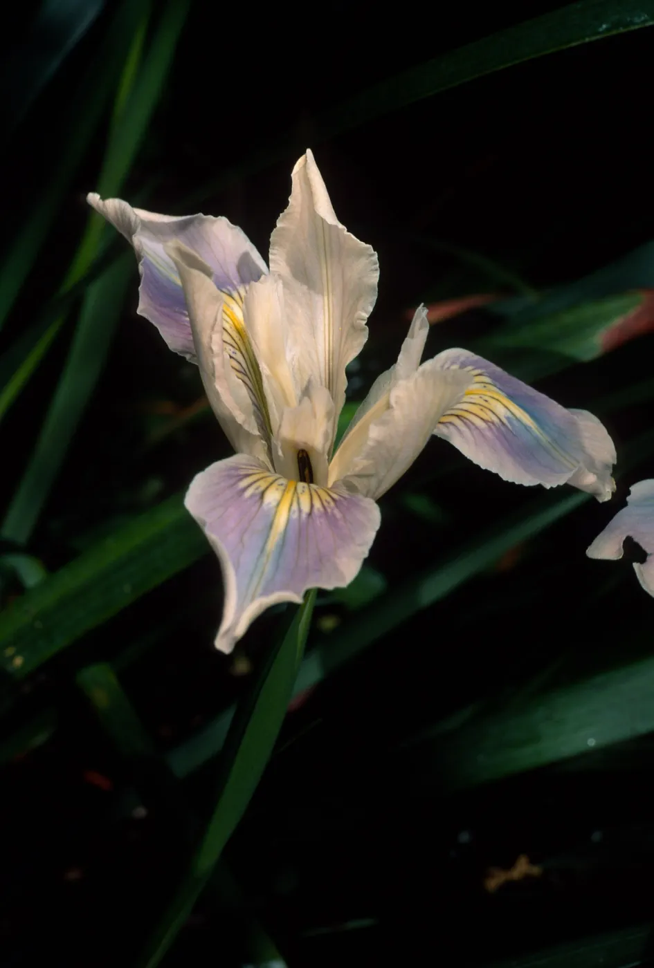 Iris douglasiana hybrid, SBBG