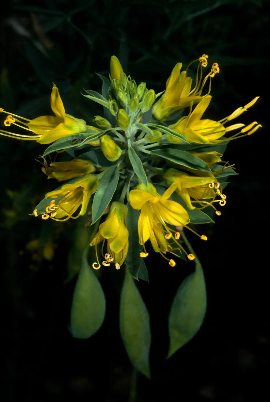 Isomeris arborea, SBBG desert section