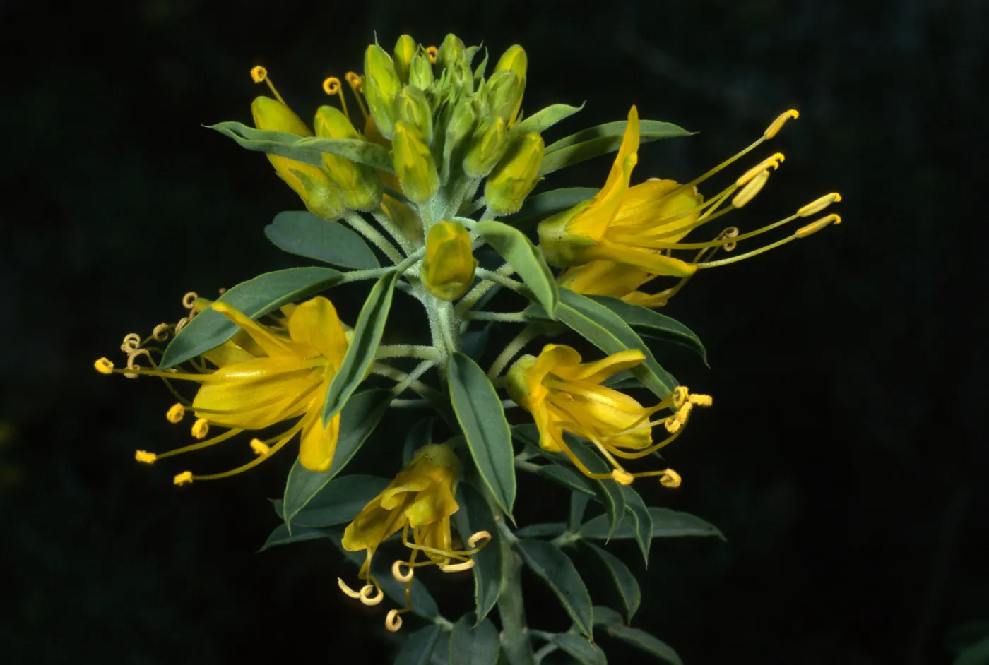 Isomeris arborea, SBBG desert section