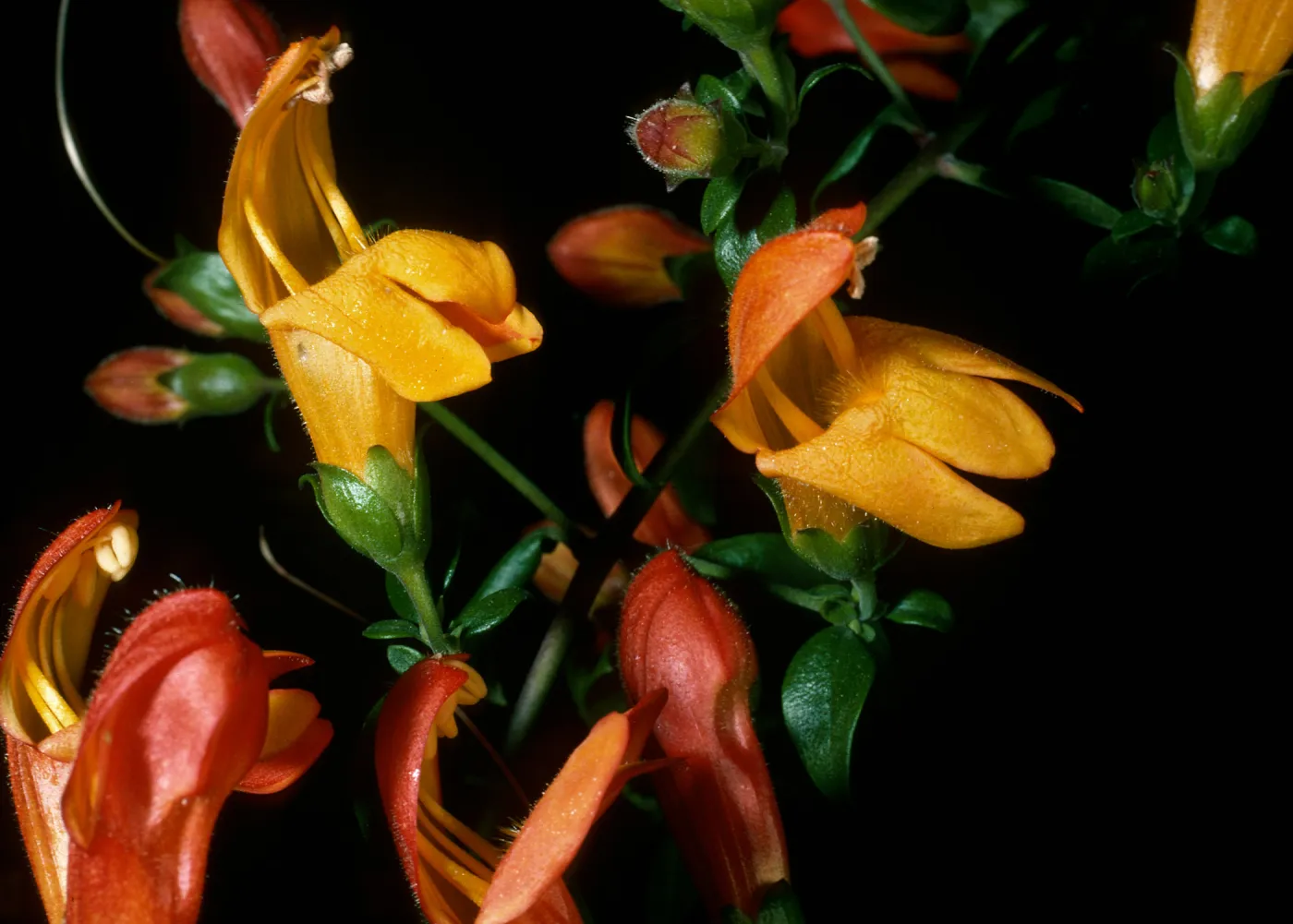 Keckiella antirrhinoides x K. cordifolia, SBBG