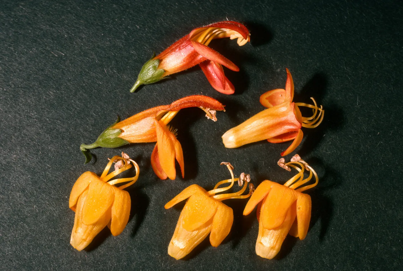 Keckiella antirrhinoides x K. cordifolia, SBBG