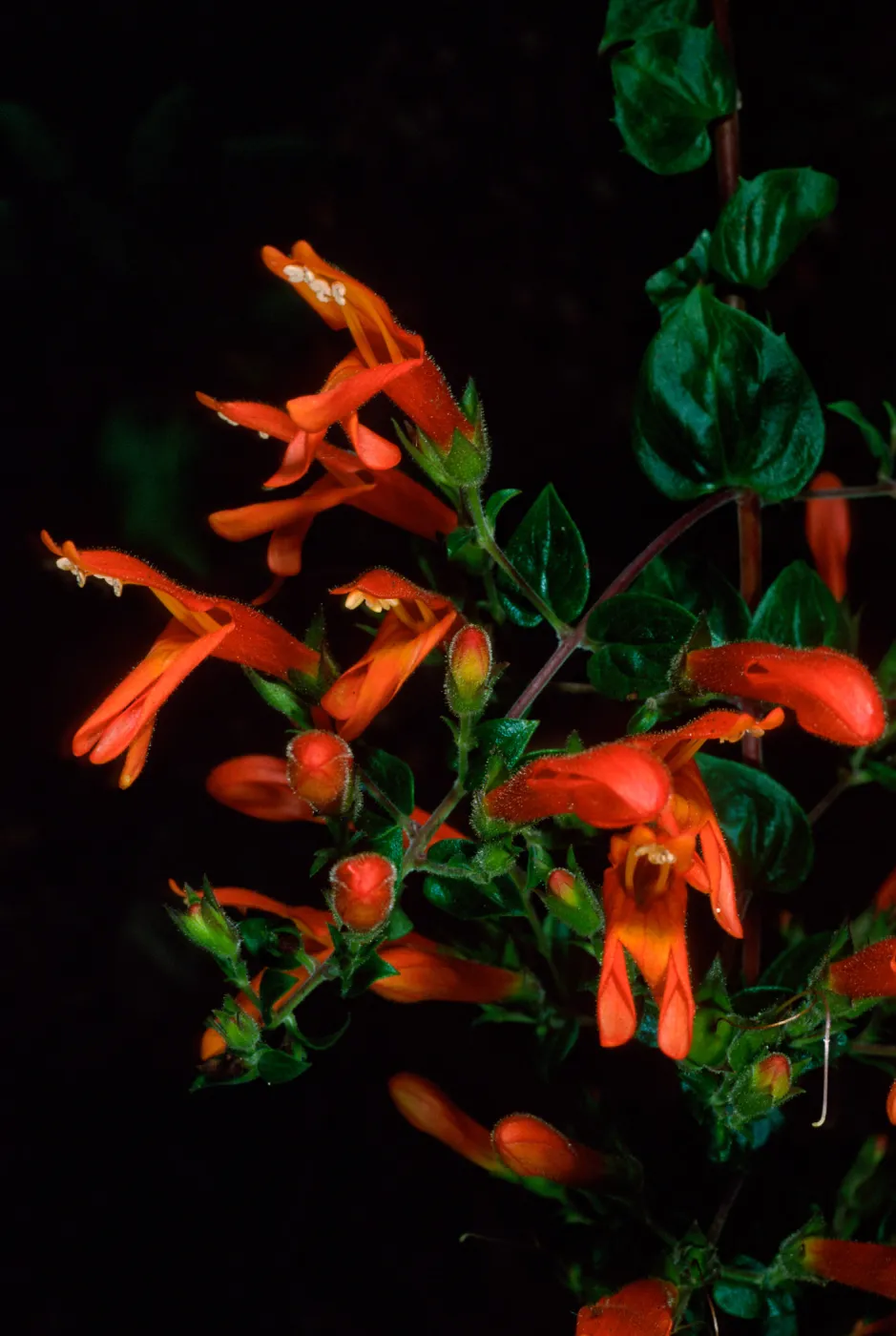 Keckiella cordifolia, SBBG