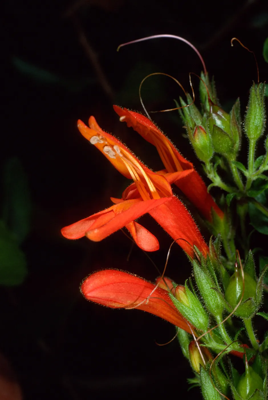 Keckiella cordifolia, SBBG