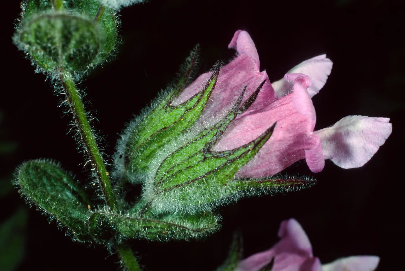 Lepechinia fragrans, Airport Rd., Catalina Isl.