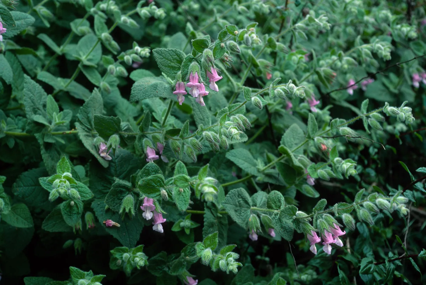 Lepechinia fragrans, Airport Rd., Catalina Isl.