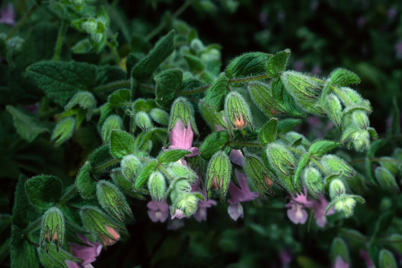 Lepechinia fragrans, Airport Rd., Catalina Isl.
