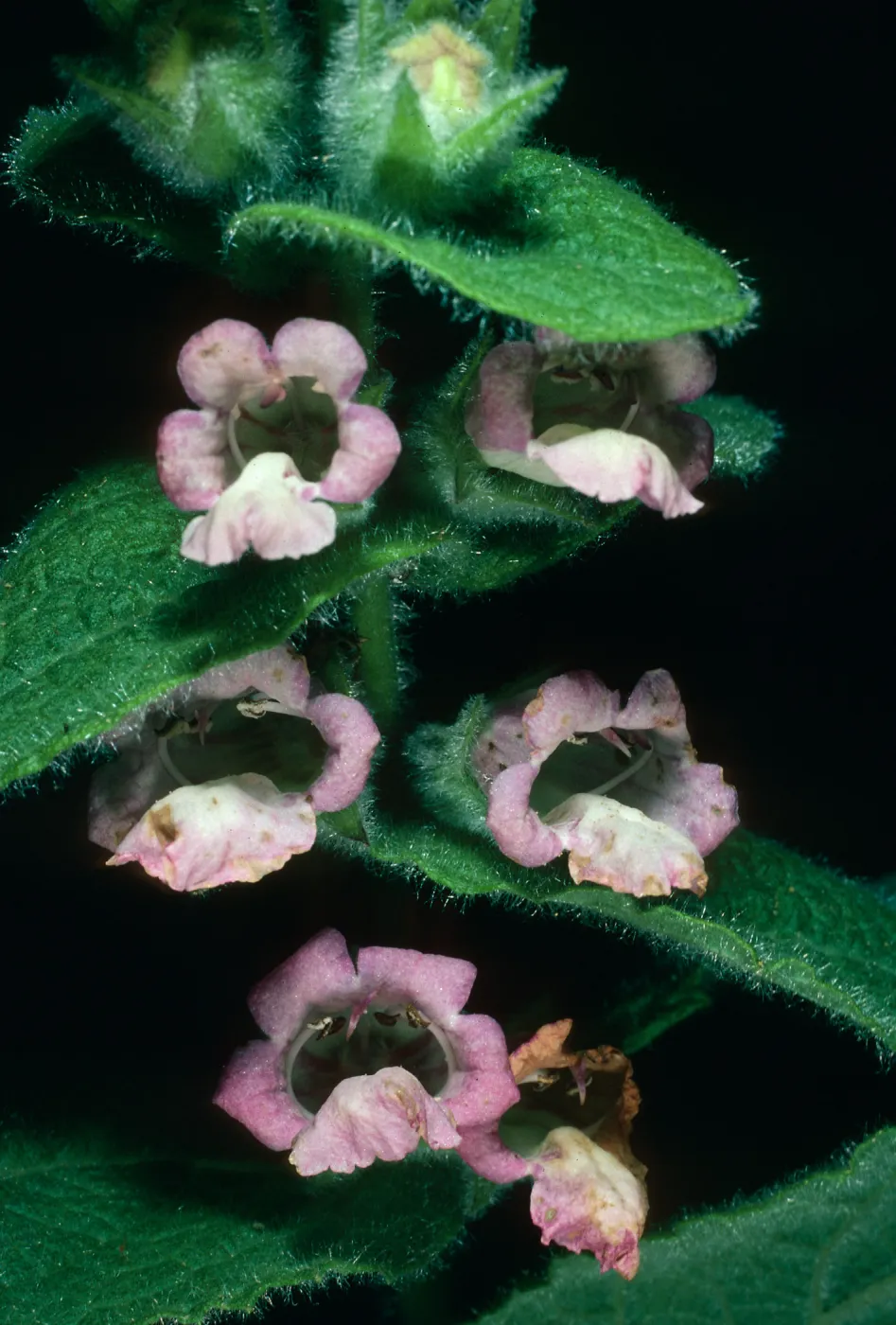 Lepechinia fragrans from S. Rosa Isl., SBBG Island section
