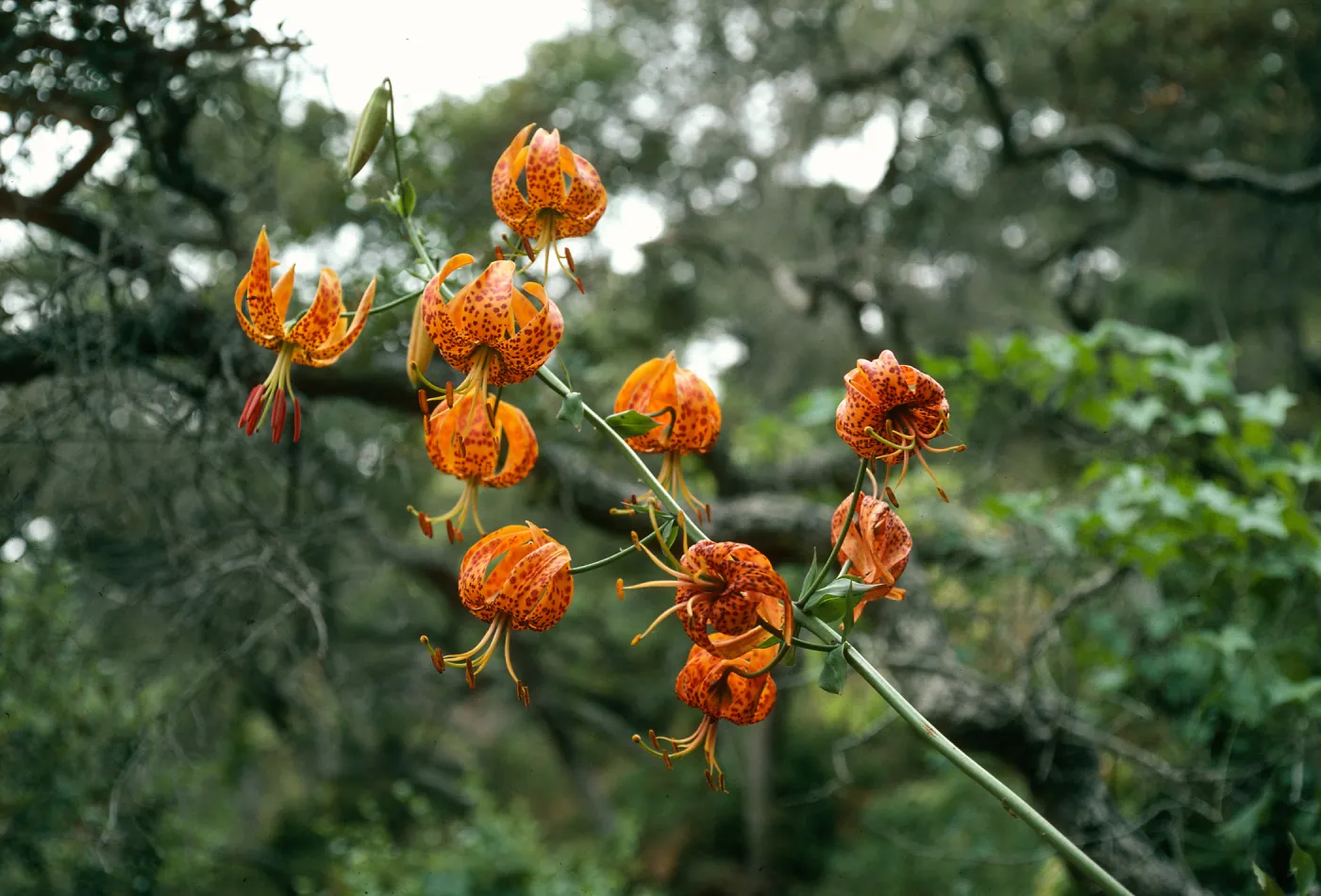 Lilium humboldti, central valley W. of UC fiels station, S. Cruz Isl.