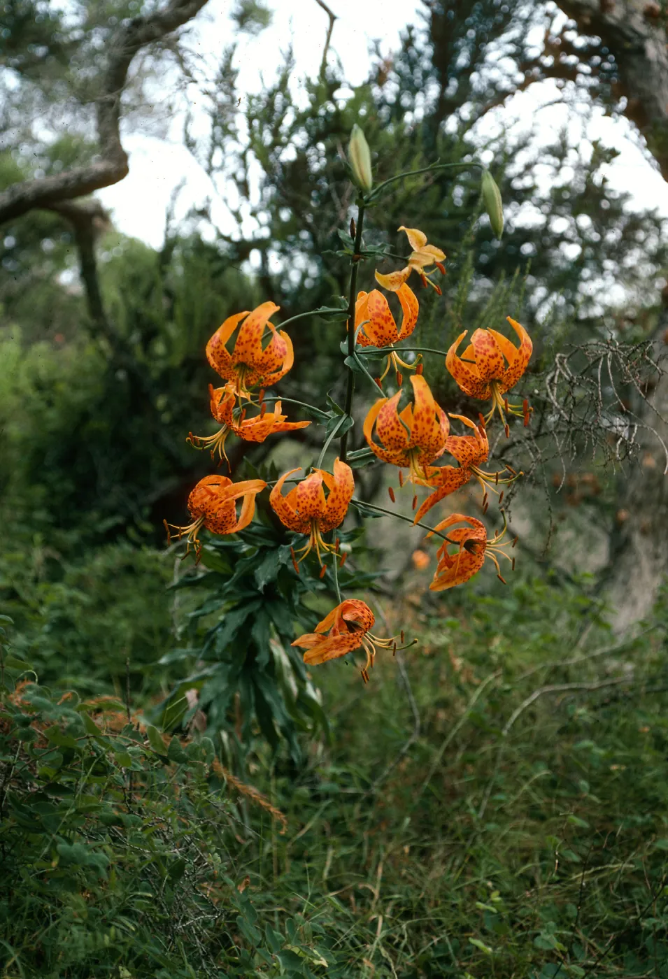 Lilium humboldti, central valley W. of UC fiels station, S. Cruz Isl.