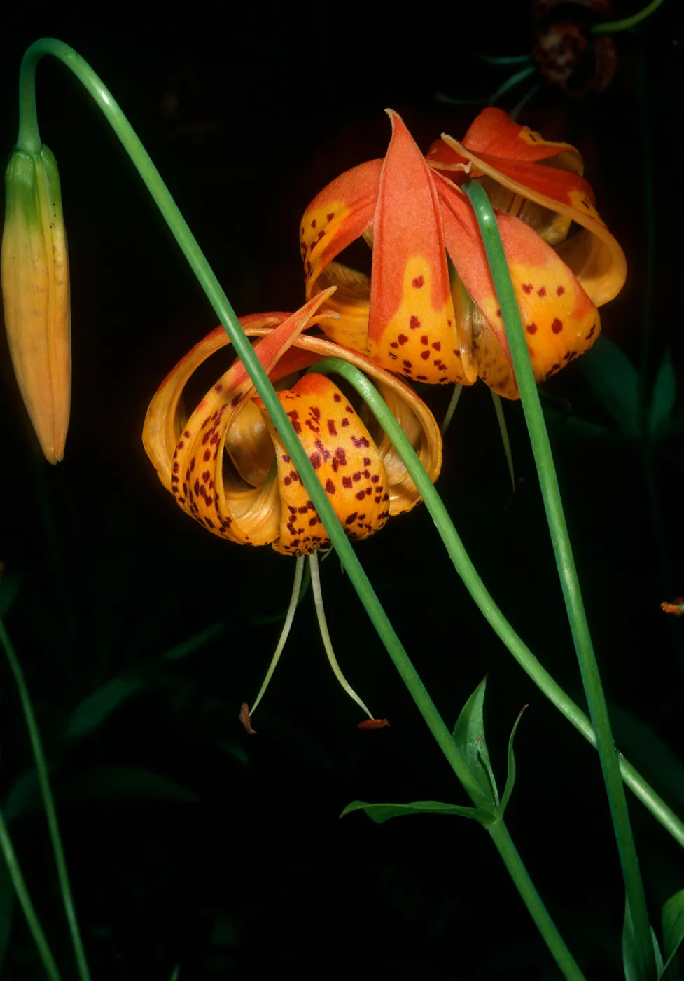 Lilium pardalinum, Sisquoc River below Lower Bear Cree Camp