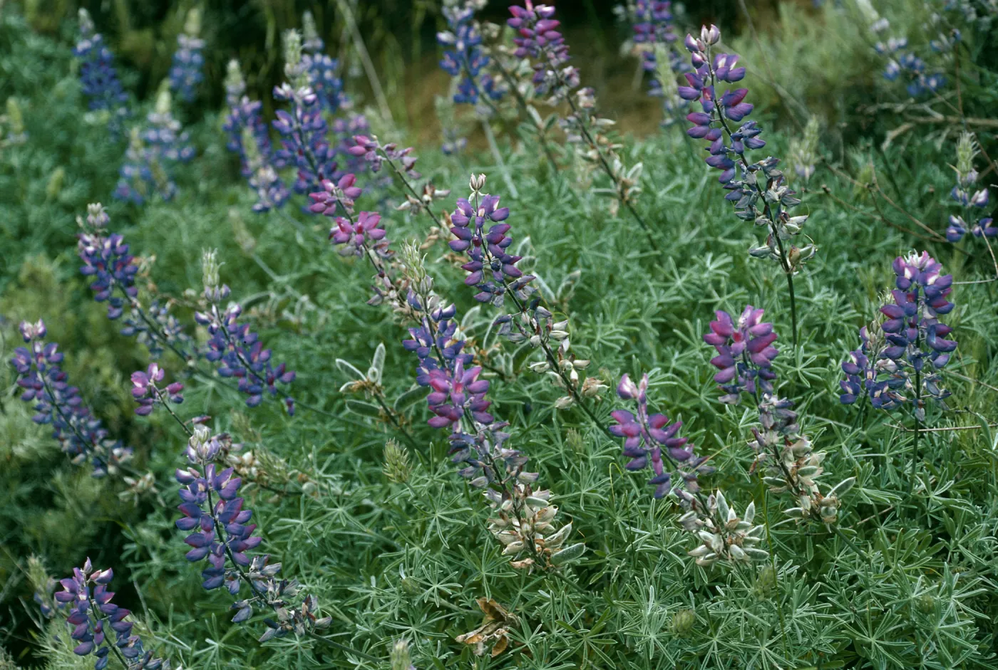 Lupinus albifrons, Centinela Grade, S. Cruz Isl.