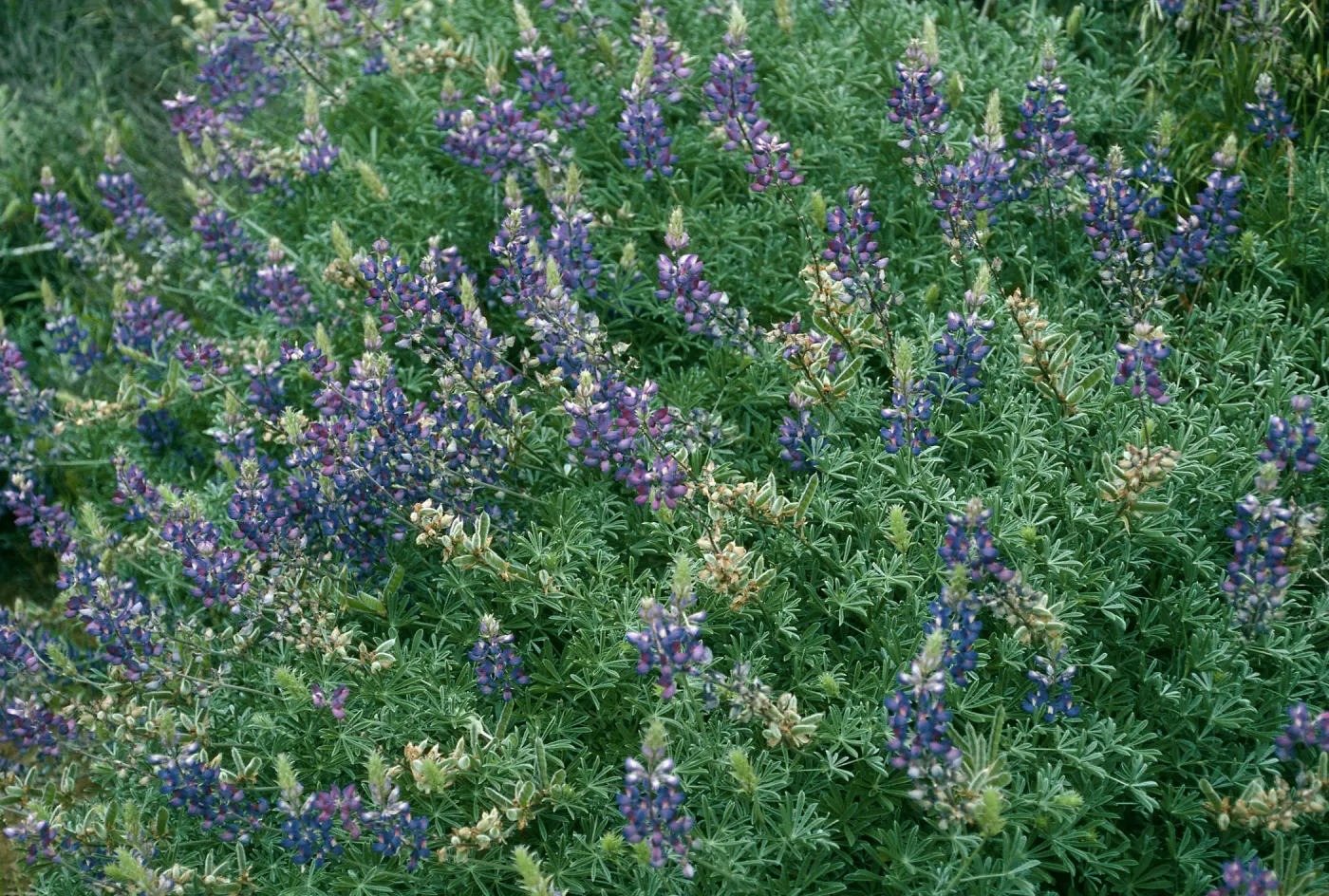 Lupinus albifrons, Centinela Grade, S. Cruz Isl.
