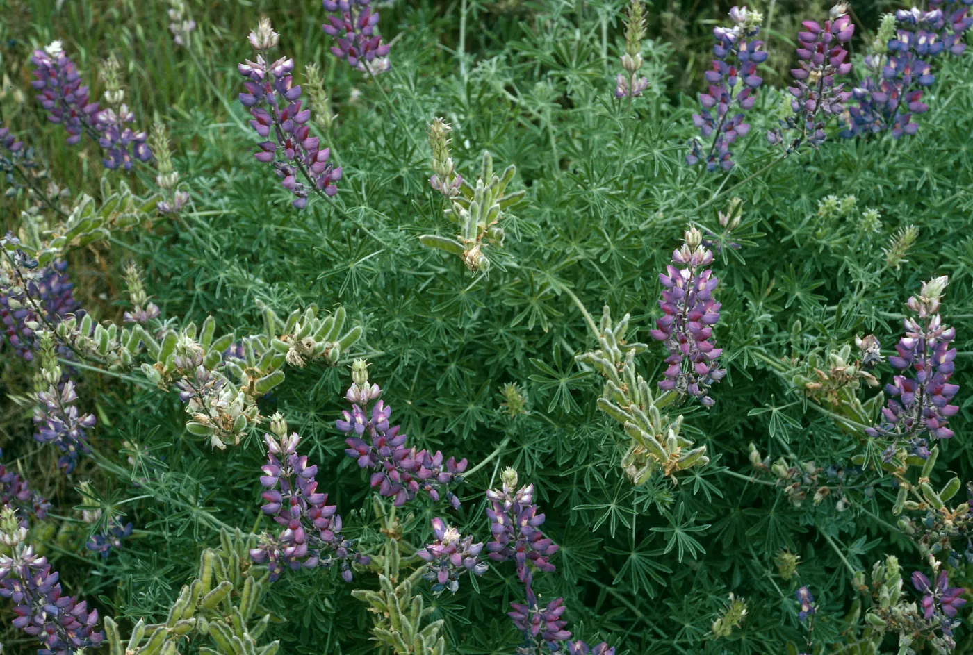 Lupinus albifrons, Centinela Grade, S. Cruz Isl.