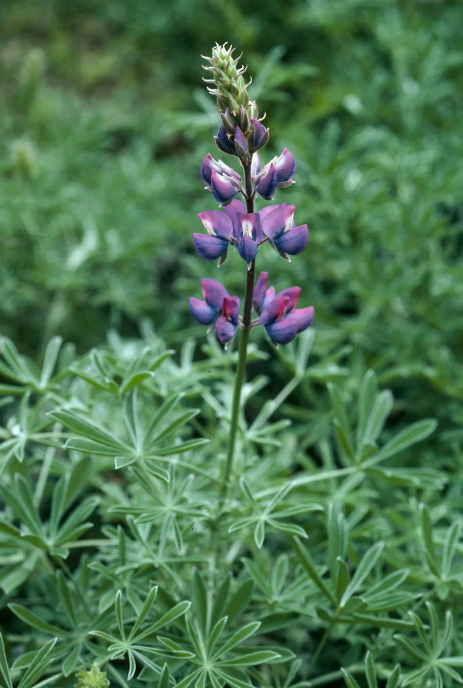 Lupinus albifrons, Valley Rd. E. of Cascada, S. Cruz Isl.