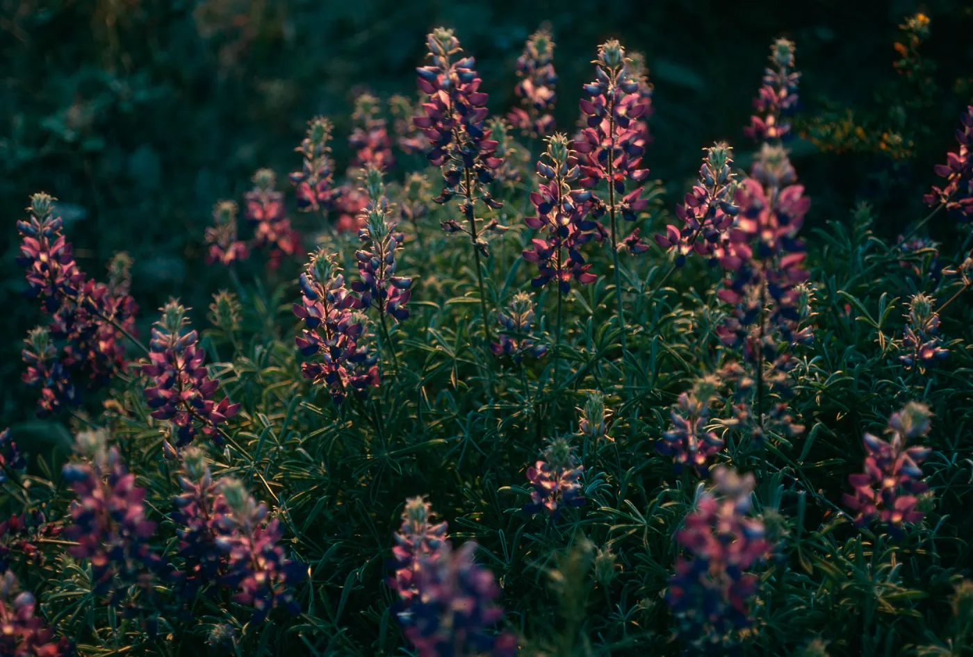 Lupinus albifrons, Upper Christy Cyn. S. Cruz Isl.