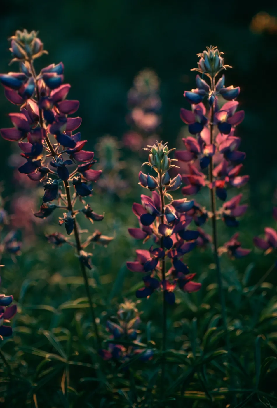 Lupinus albifrons, Upper Christy Cyn. S. Cruz Isl.