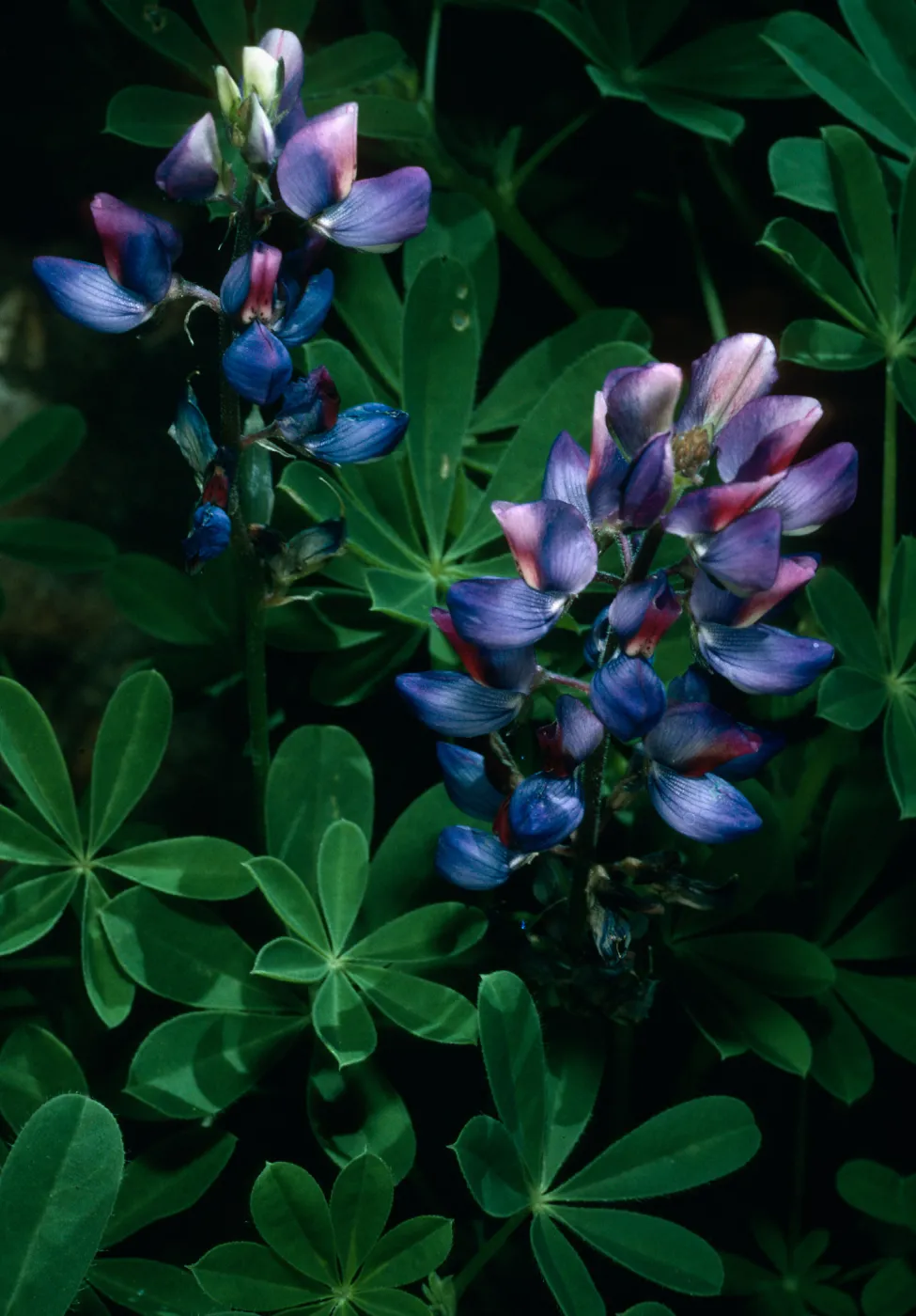 Lupinus succulentus, SBBG