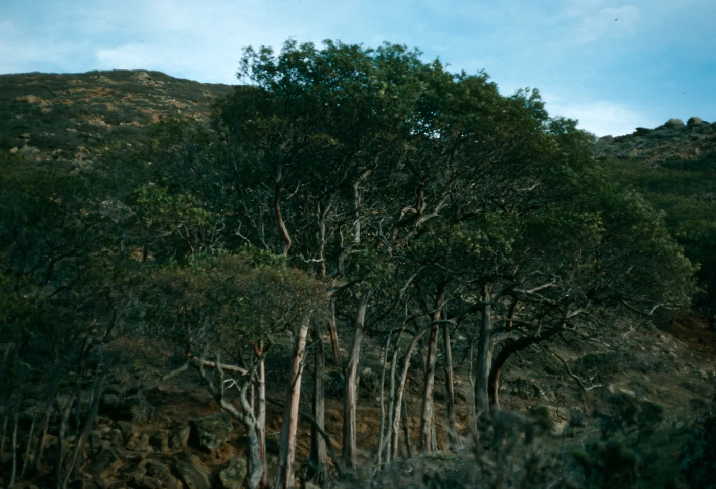 Lyonothamnus floribundus asplenifolius, canyon W. of south point ridge, W. of peak 1017, S. Rosa Isl.