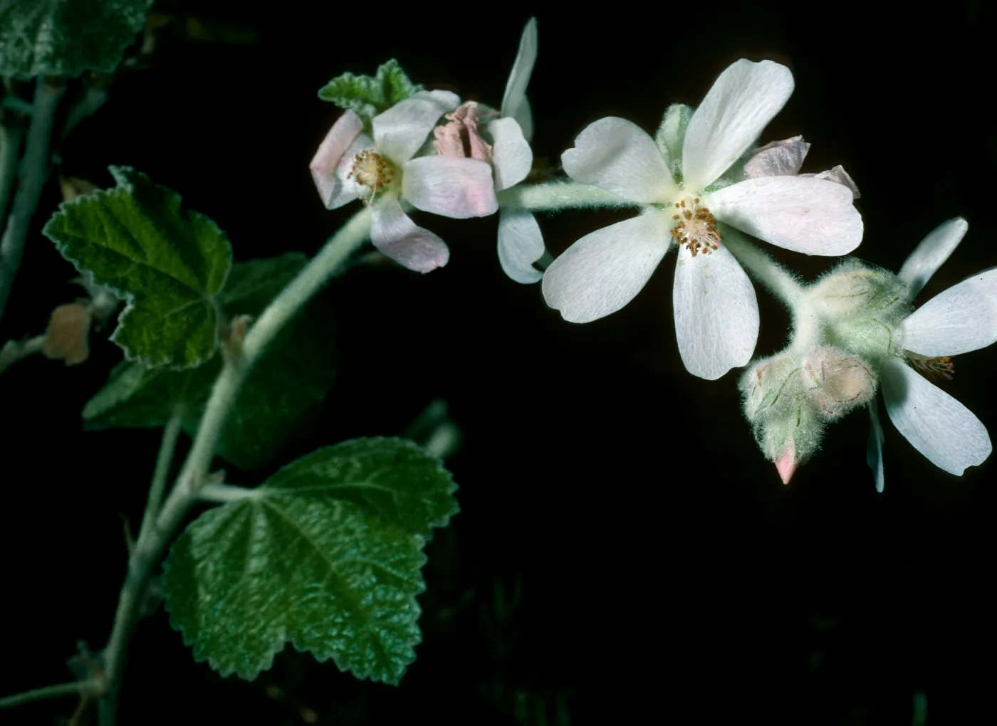 Malacothamnus clementinus, SBBG