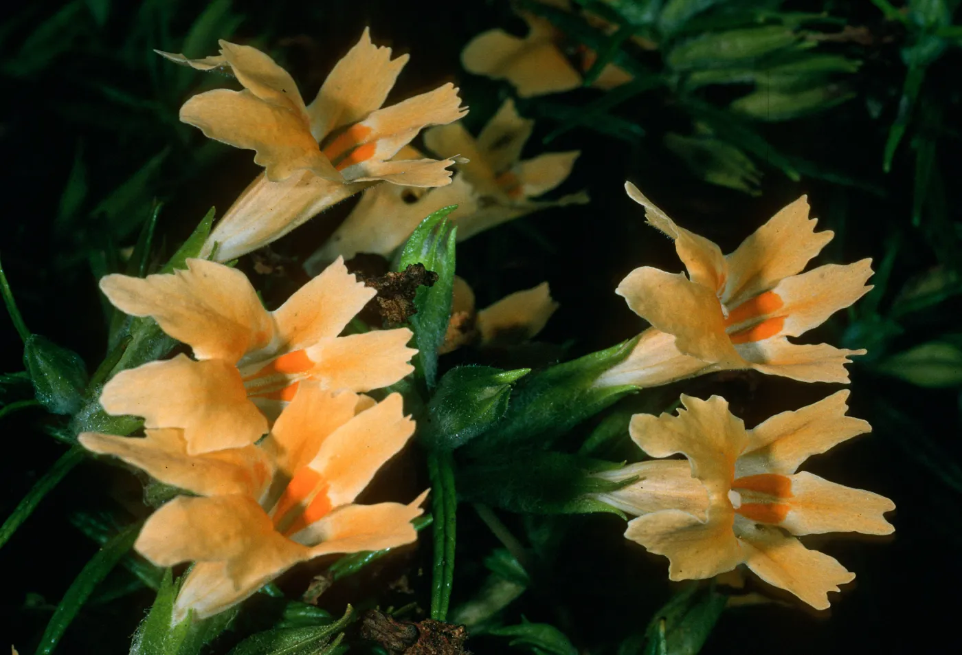 Mimulus aurantiacus,Tunnel Trail