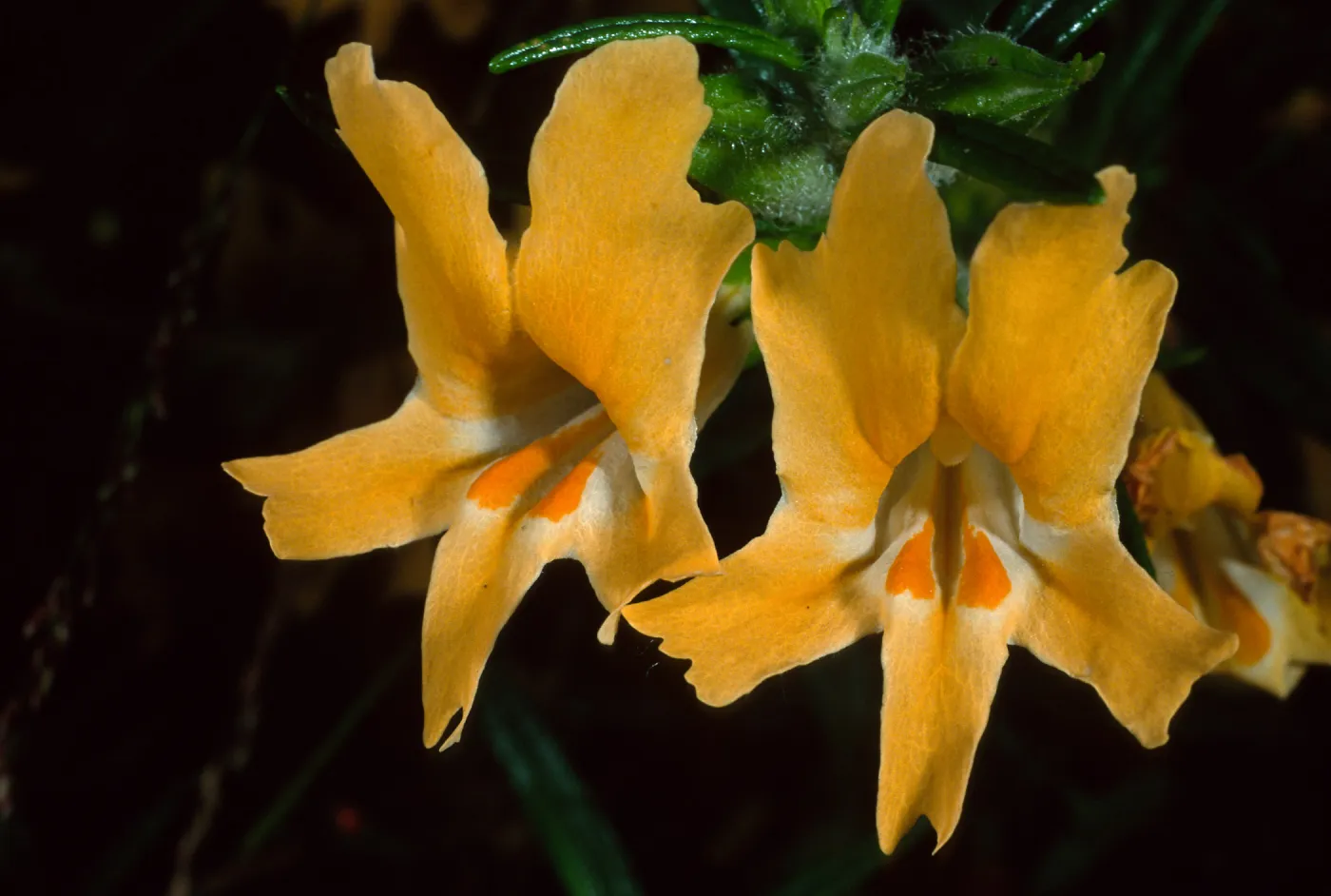 Mimulus aurantiacus